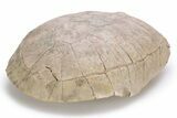 Fossil Female Tortoise (Testudo) Shell - South Dakota #249243-5